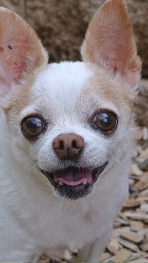 Android application chihuahua dog wallpaper screenshort