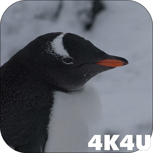4K Funny Penguin Video Live Wa  Icon