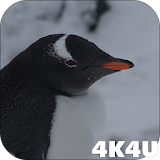 4K Funny Penguin Video Live Wallpaper icon