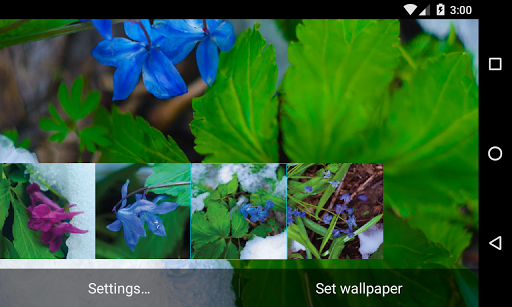 Frost flowers Wallpaper