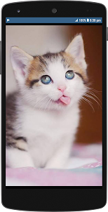 Cute Cat HD Wallpapers