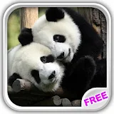 Sweet Pandas Live Wallpaper icon