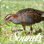 Cover Image of डाउनलोड Turnicidae Bird Song Sounds and Ringtone Audio 8.0 APK