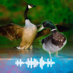 Cover Image of Download Goose and Duck sound Ringtone  APK