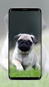 Dog wallpaper 4.1 APK + Mod (Free purchase) for Android