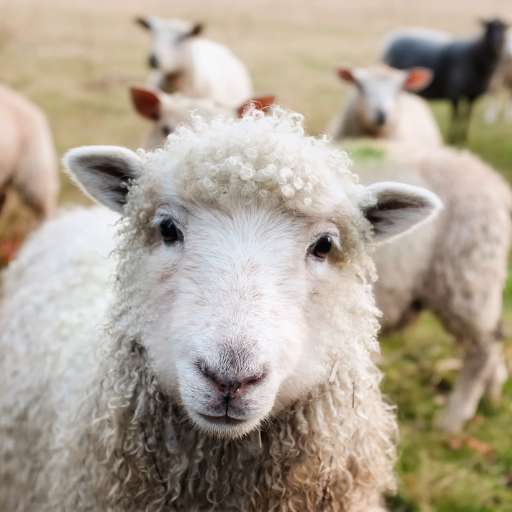 sheep sounds logo