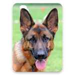 Cover Image of ダウンロード German Shepherd Dog Wallpaper HD 1.0 APK