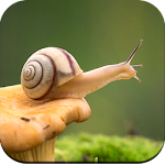 Cover Image of Download Snail Wallpaper HD  APK