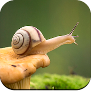 Top 30 Personalization Apps Like Snail Wallpaper HD - Best Alternatives