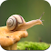Snail Wallpaper HD icon