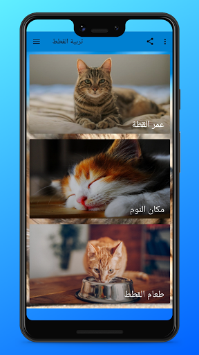 تربية القطط