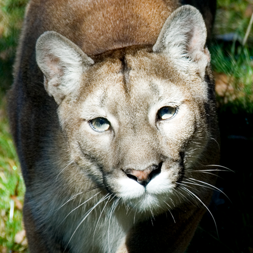 Stuarts North American Mammals Logo