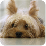 Yorkie Cute Puppy - Free Dog Wallpapers Apk