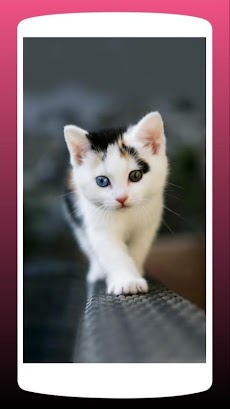 かわいい猫の壁紙hd Androidアプリ Applion