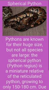 Python the Snake