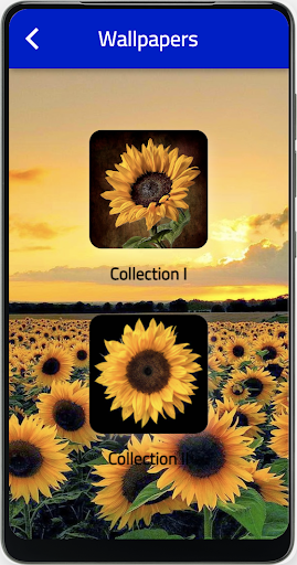 sunflower wallpaper Screen 2