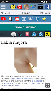 Labia Majora Anatomy