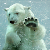 Polar Bear Live Wallpaper icon