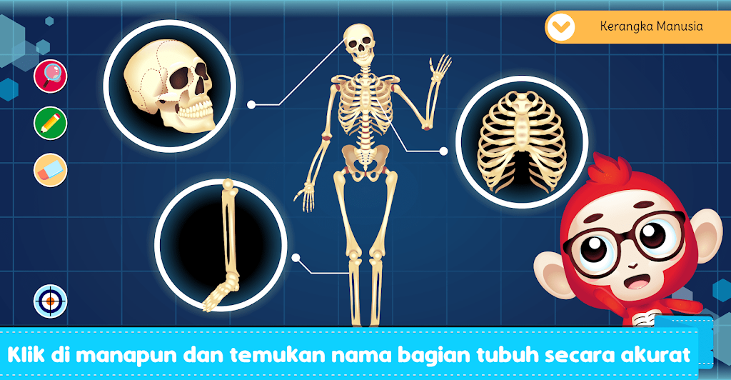 Marbel Anatomi Manusia SD 5 MOD APK 03