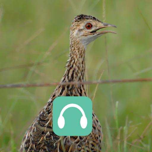 Perdiz Où Codorna Do Nordeste logo