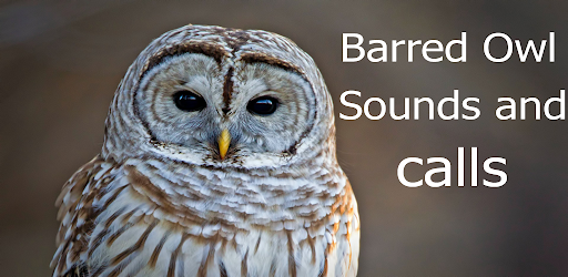 Barred Owl sounds and calls – Apps on Google Play