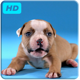 Puppies Live Video Wallpaper icon