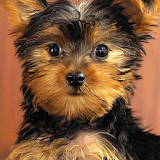 yorkie puppy wallpapers icon