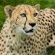 Cheetah Wallpapers Download on Windows
