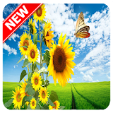 HD Sunflower Wallpapers icon