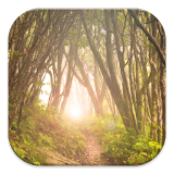 Forest Tree Live Wallpapers icon