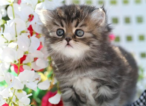 Kittens and flowers Screen 3