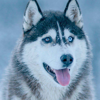 Siberian Husky Dog Wallpaper HD