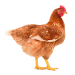 Cover Image of डाउनलोड My Poultry Manager - Farm app 1.1.7 APK