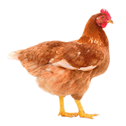 My Poultry Manager -Best poultry farming app.