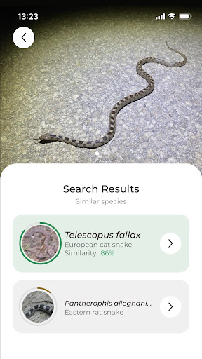 Snake name - identify snakes