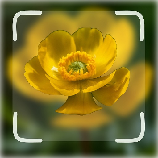 Flower ID: Flower Identifier  Icon