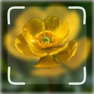 Flower ID: Flower Identifier apk