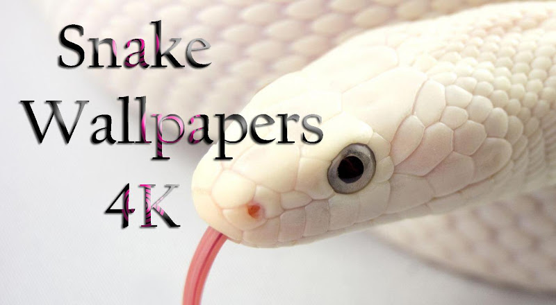 Snake Wallpaper HD - Latest version for Android - Download APK