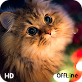 Cat Wallpaper HD OffLine icon
