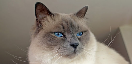 York Chocolate Cat wallpapers