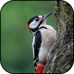 Cover Image of 下载 Woodpecker wallpapers  APK