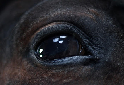 Captura 7 Caballo negro fondos de pantal android