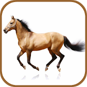 Horse Breeds Database