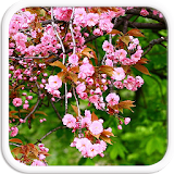 Pink Flowers Live Wallpapers icon