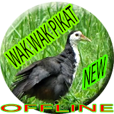 Suara Wak Wak Pikat Offline icon