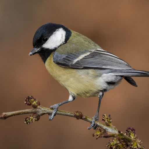 Chickadee Bird Sounds logo