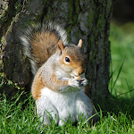 Cover Image of Unduh Squirrel rodent wallpaper  APK