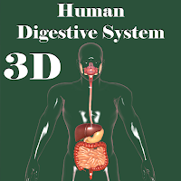 3D Human Digestive System