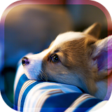 Dog simulation game 3D（犬育成ゲーム） icon