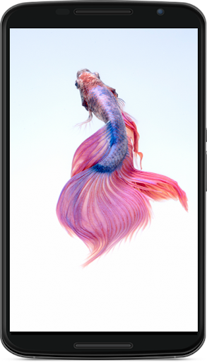 betta fish wallpaper
